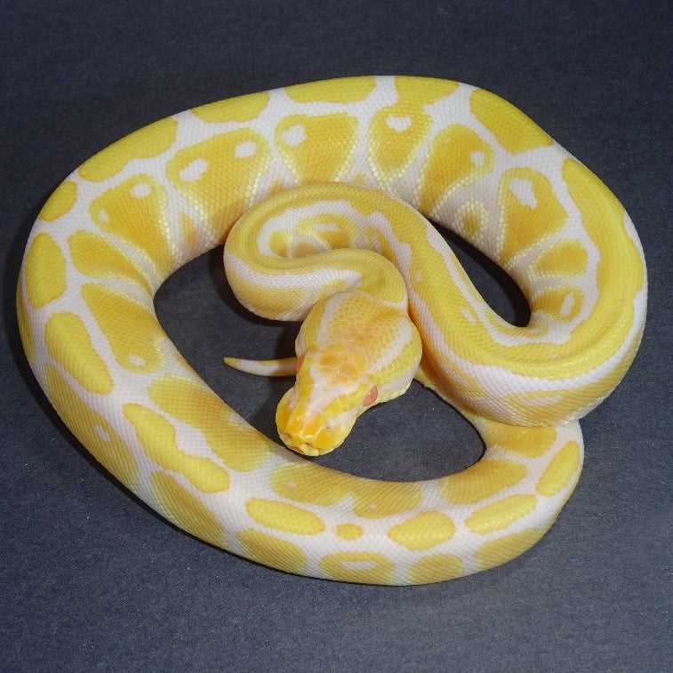 Common Health Issues in Yellow Ball Pythons
