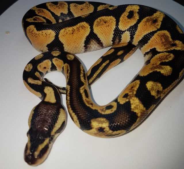 Yellow ball python