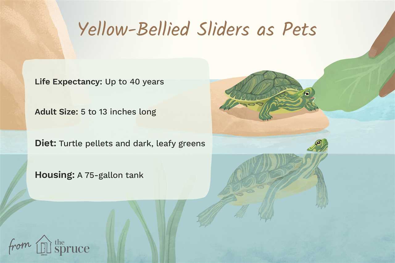 Yellow bellied slider tank