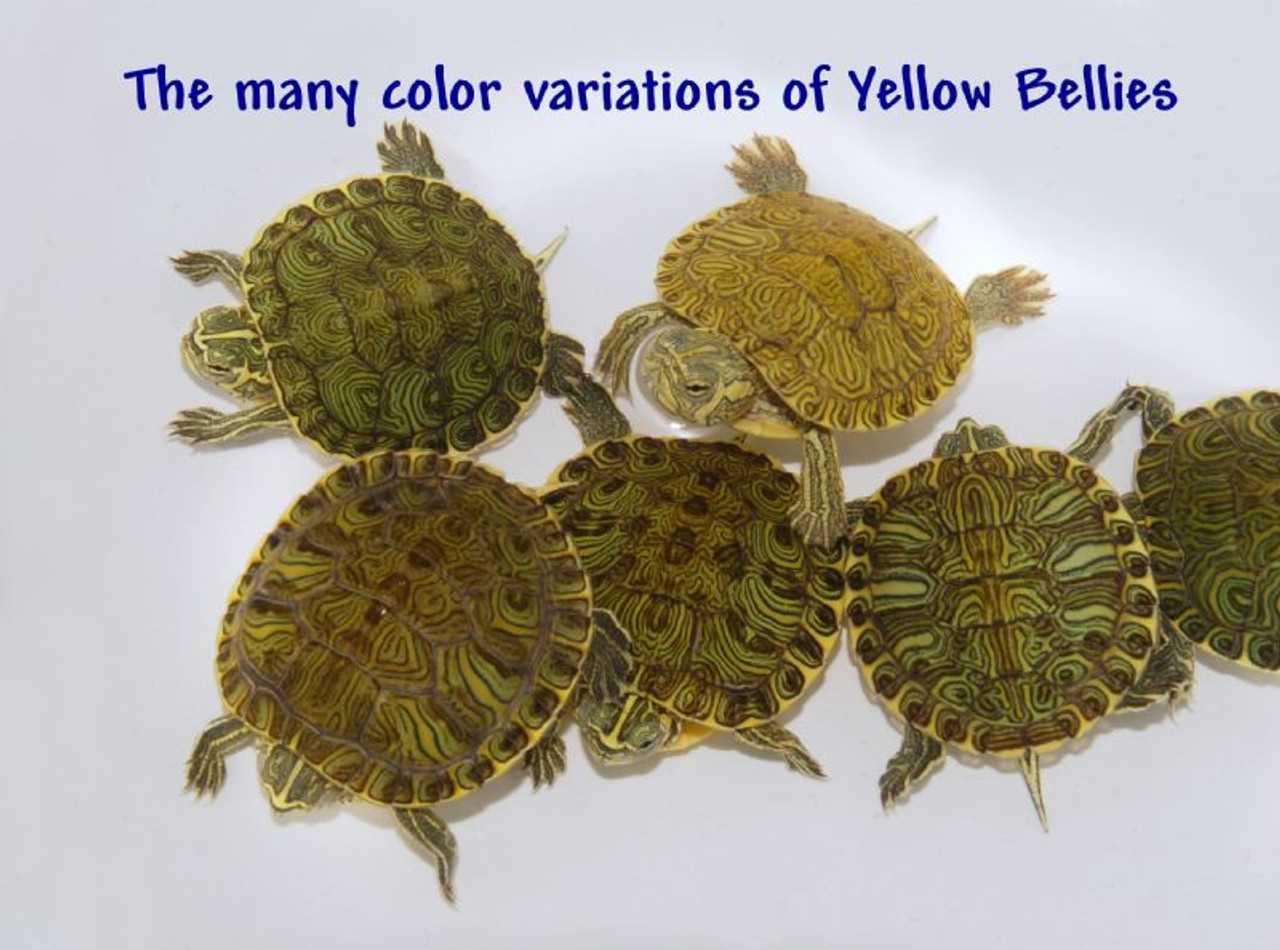 The Natural Habitat of Yellow Belly Slider Turtles