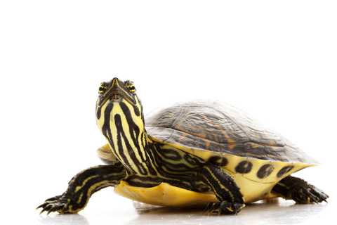 Behavior and Socialization of Yellow Belly Slider Turtles