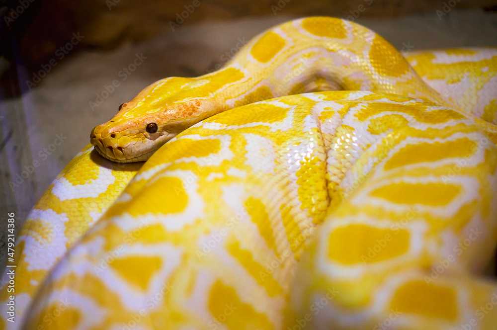 Unveiling the Natural Habitat of the Yellow Burmese Python