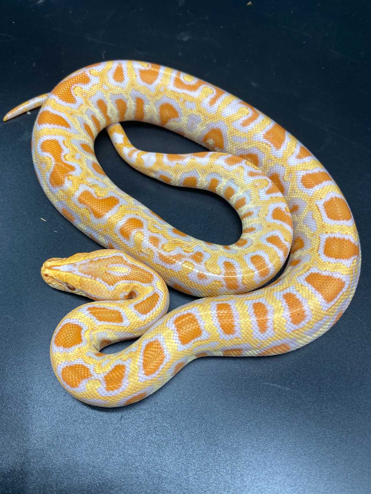 Examining the Striking Appearance and Coloration of the Yellow Burmese Python