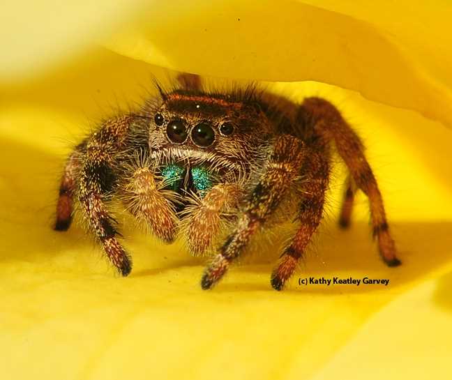 Feeding Habits of the Yellow Jumping Spider