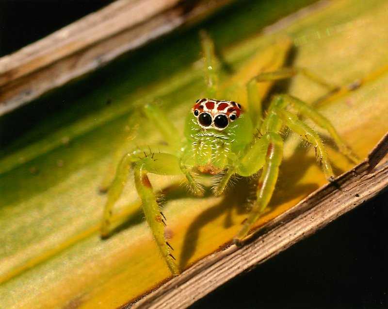 Yellow jumping spider