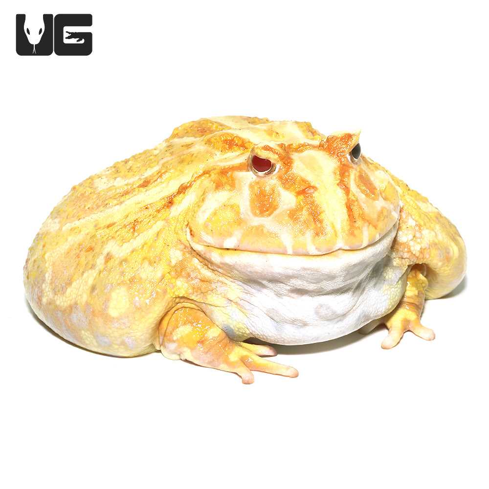 All About the Yellow Pacman Frog: Diet and Feeding Schedule