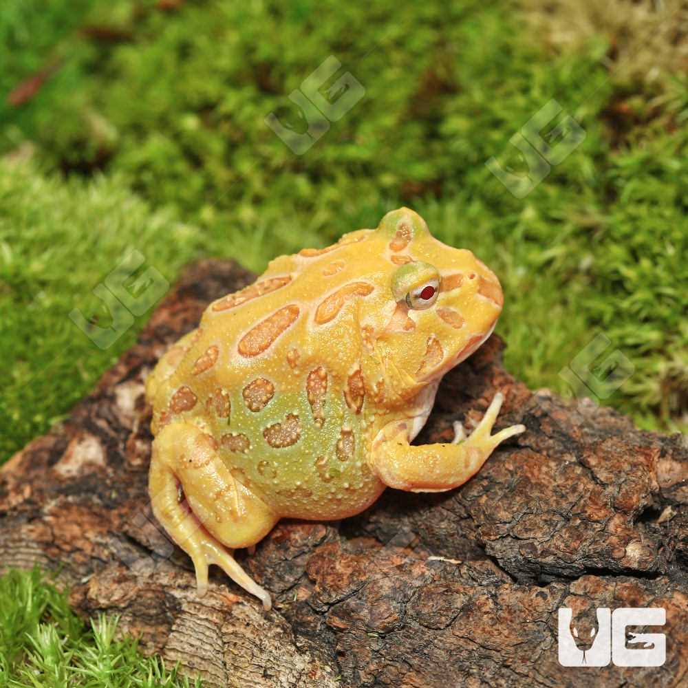 Yellow pacman frog