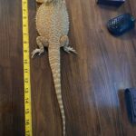 14 Foot Biggest Bearded Dragon in the World – Record-breaking Giant Lizard