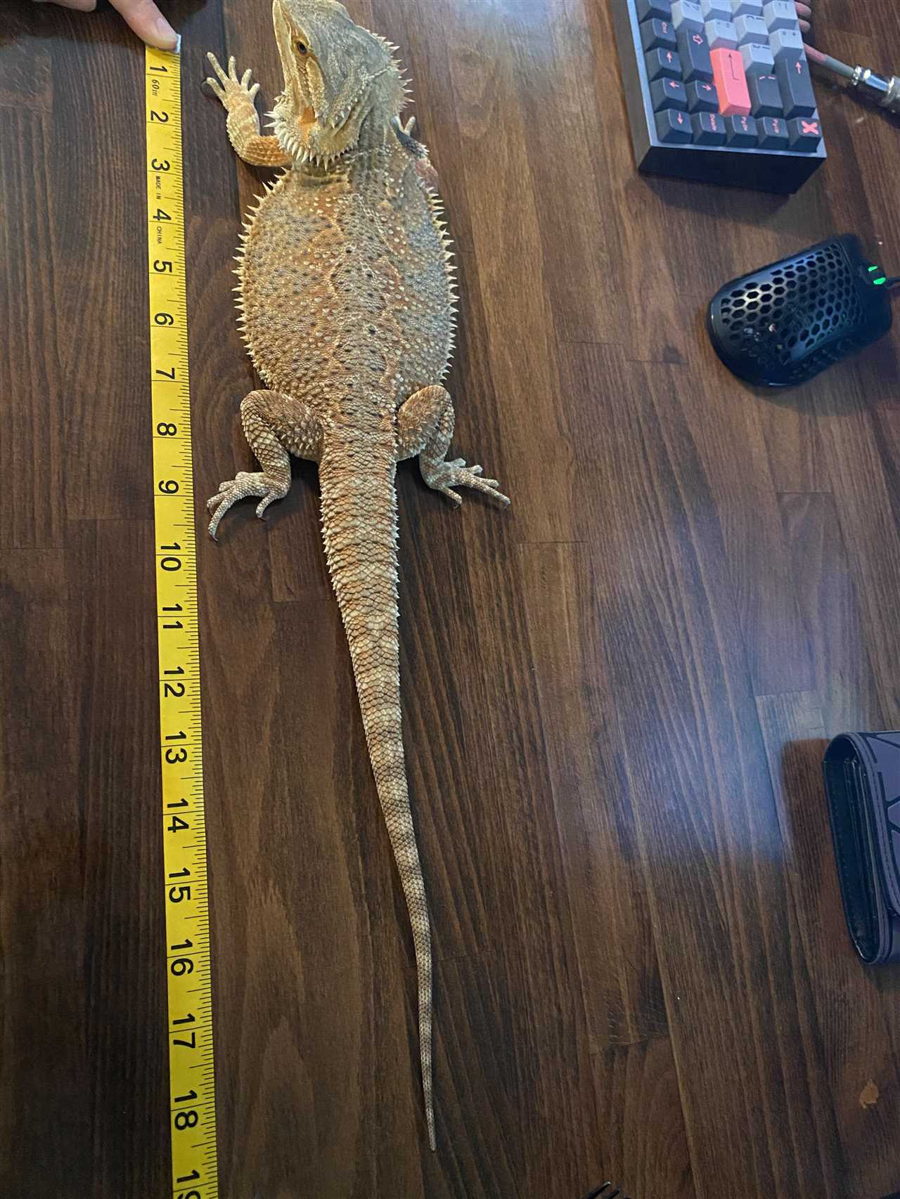 14 Foot Biggest Bearded Dragon in the World Recordbreaking Giant