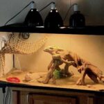 Best 40 Gallon Tank for Your Bearded Dragon – Complete Guide