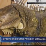 6 Foot Iguana: Amazing Facts About Giant Iguanas