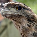 A bird that mimics a frog’s sound