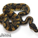 Acid Ball Python: Discover the Vibrant Colors and Unique Pattern of this Python Species