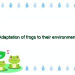 Adaptation of frogs to their environment
