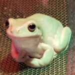 Adorable Whites Tree Frog | Learn about this Cute Amphibian