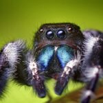 Adult Jumping Spider – Facts, Behavior, and Appearance