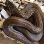 African House Snake Size – Everything you need to know