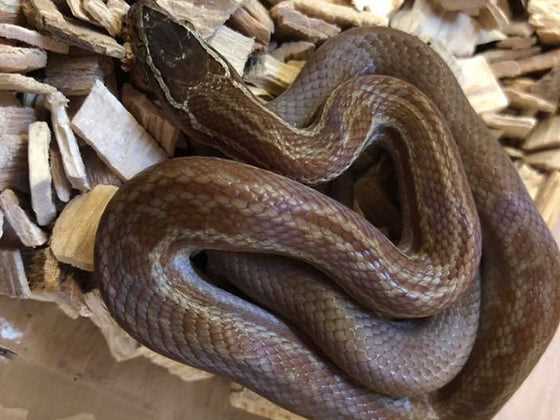 African House Snake Size - Everything you need to know - Vital Frog