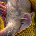 Fascinating Facts about Albino Anaconda Teeth