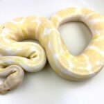 Albino Banana Ball Python – A Unique and Stunning Snake Morph