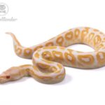 Albino Black Pastel Ball Python: Facts, Care, and Characteristics