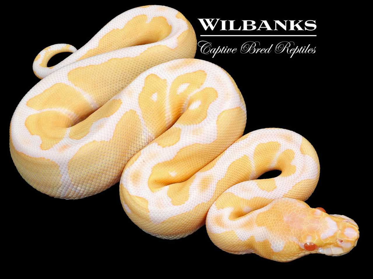 Albino Clown Ball Python - A Unique and Stunning Snake Morph - Vital Frog