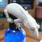 Albino Crested Gecko – A Rare and Unique Reptile