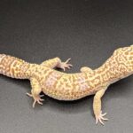 Albino Gecko: A Fascinating Reptile with Unique Appearance