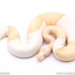 Albino Pied Royal Python: A Guide to This Exotic Snake