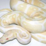 Amazing Albino Rainbow Python: A Gorgeous and Rare Reptile