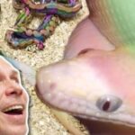 Discover the Fascinating World of the Albino Rainbow Snake | Everything You Need to Know