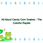 All About Candy Corn Snakes – The Colorful Reptile