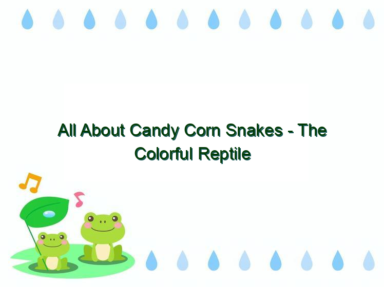All About Candy Corn Snakes The Colorful Reptile Vital Frog