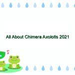 All About Chimera Axolotls 2021