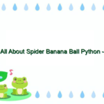 All About Spider Banana Ball Python – Characteristics, Care, and Breeding