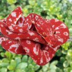 All you need to know about Amazon tree boa care