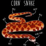 Anatomy of a Corn Snake – All You Need to Know