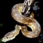Are Carpet Pythons Dangerous: Exploring the Risks and Behavior of These Snakes