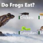 Are Frogs Carnivores: All You Need to Know