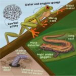 Are Frogs Ectothermic?