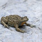 Are Frogs Slimy: Myth or Fact?