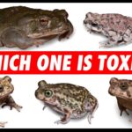Are Frogs Toxic to Dogs: What You Need to Know