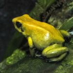 Green Tree Frogs: Poisonous or Harmless? Find out Here!