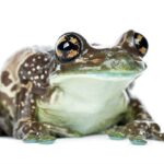 Are Milk Frogs Poisonous – Find Out If Milk Frogs Have Toxic Secretions