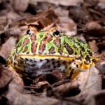 Are Pacman Frogs Poisonous – Everything You Need to Know