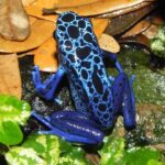 Are poison dart frogs toxic when kept in captivity