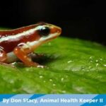 Are Poisonous Frogs in Florida a Concern?