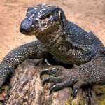 Asian Water Monitor: A Guide to the Largest Lizard Species in Asia
