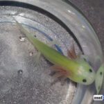 Axolotl Green: Unveiling the Mysterious Beauty of Nature