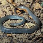 Baby Blue Racer Snake: Characteristics, Habitat, and Behavior